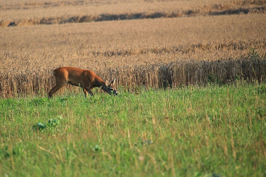 Roe Deer, Fallow Deer, Cornfield, Nature, animals in the wild HD wallpaper
