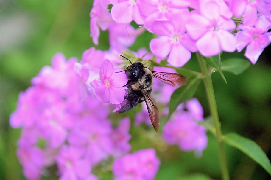 bumble bee, flower, nature, garden, insect, pollen, nectar HD wallpaper