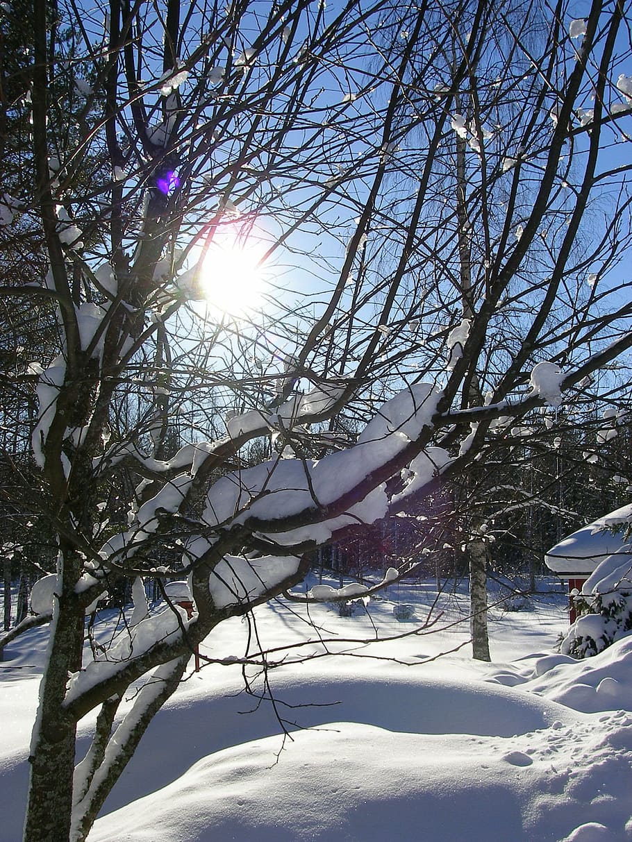 winter, sun, branches, blue sky, forest, finnish, snow, nature HD wallpaper