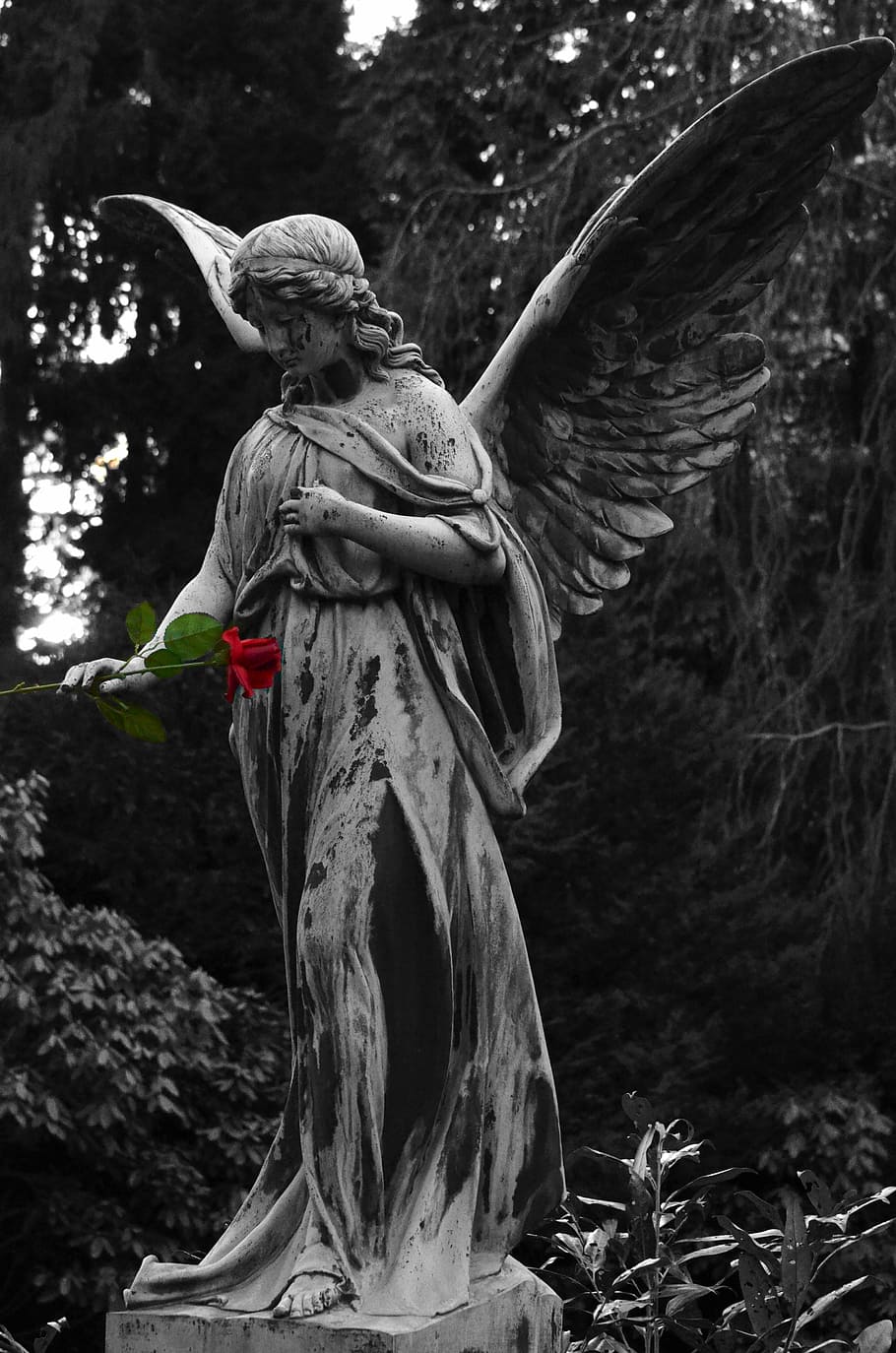 angel statue holding rose flower, sculpture, cemetery, monument