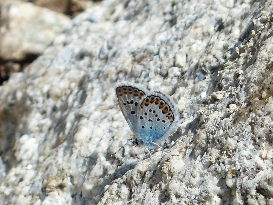 butterfly, restharrow's blue, polyommatus icarus, butterflies, HD wallpaper