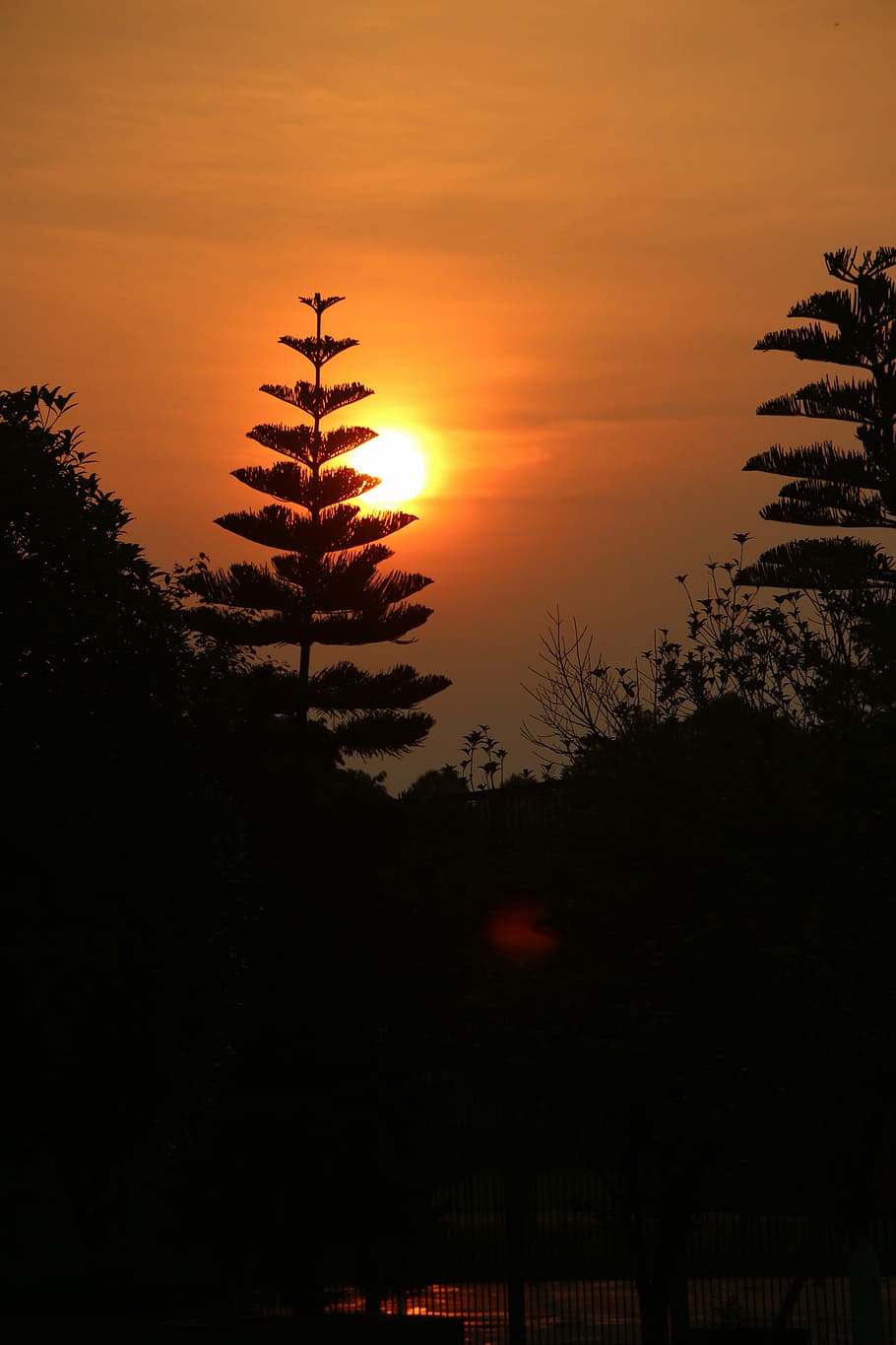 sun, sunset, twilight, silhouette, plant, sky, tree, beauty in nature HD wallpaper