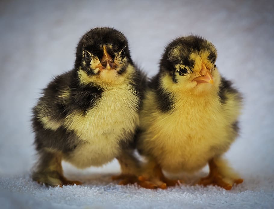 two yellow chicks, bird, launchy, feathered, wee, a couple of HD wallpaper