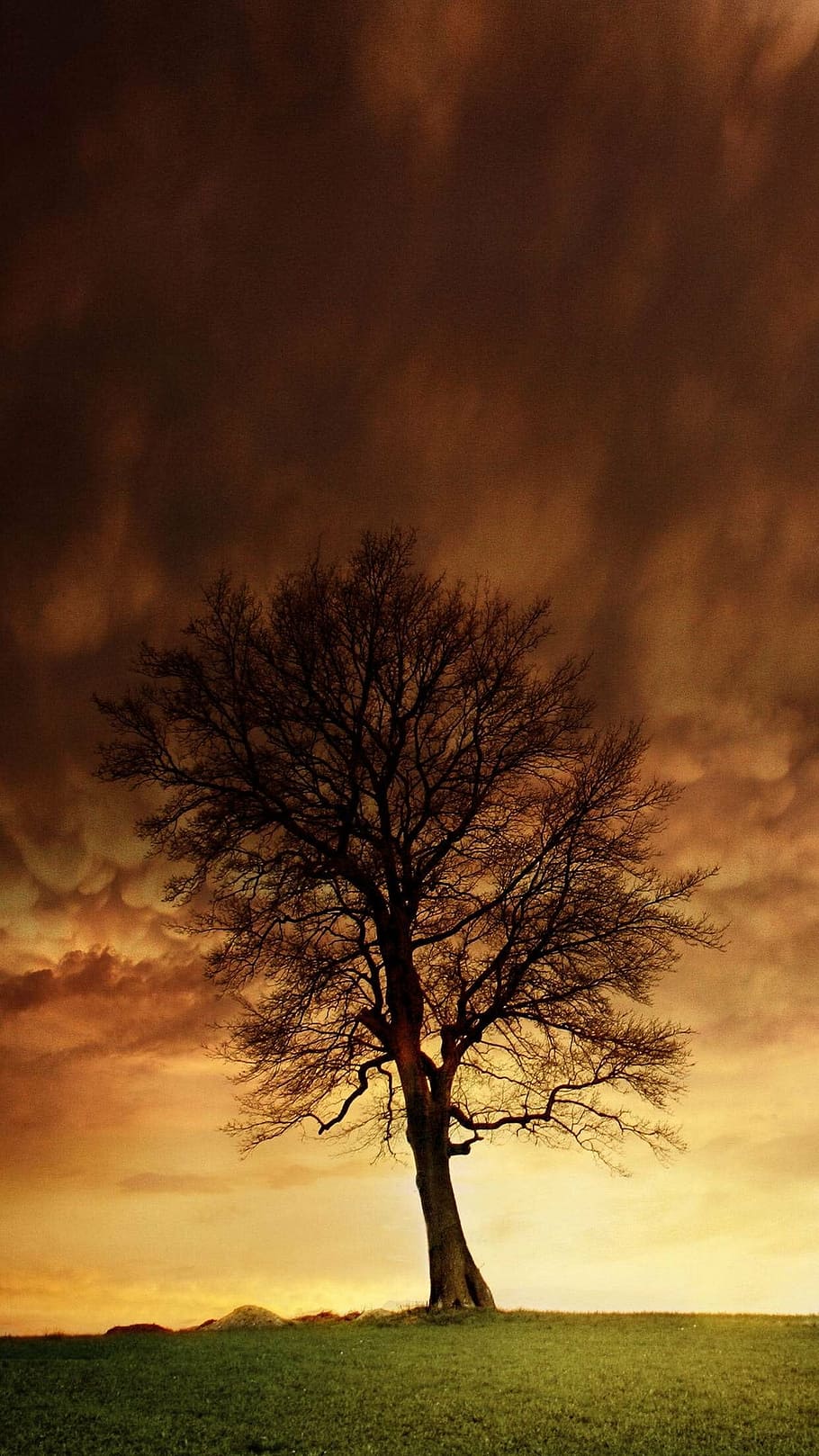 tree, sky, field, nature, summer, outdoor, cloud, sunlight HD wallpaper