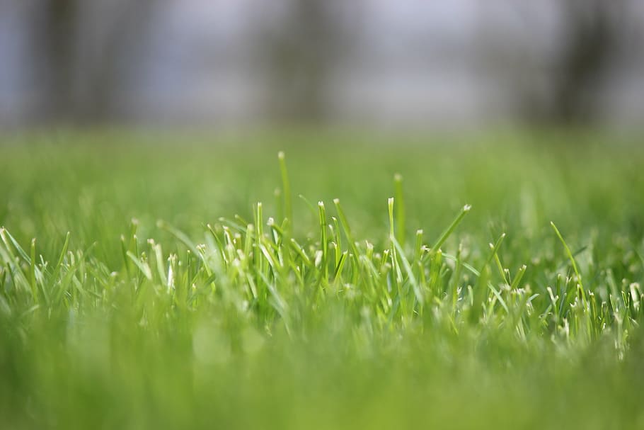 grass, rush, focus, meadow, juicy, nature, blades of grass HD wallpaper