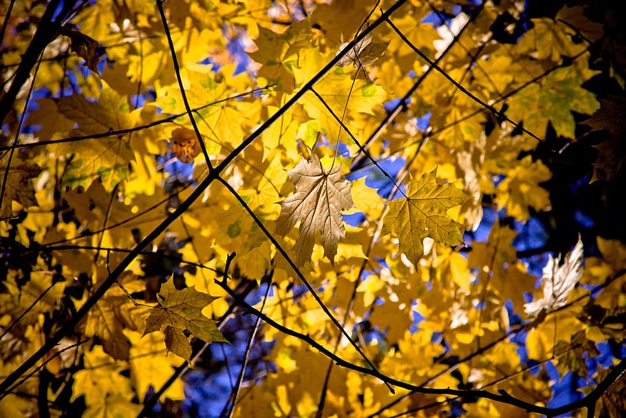 maple, leaf, maple leaves, fall, autumn, nature, autumn colours HD wallpaper