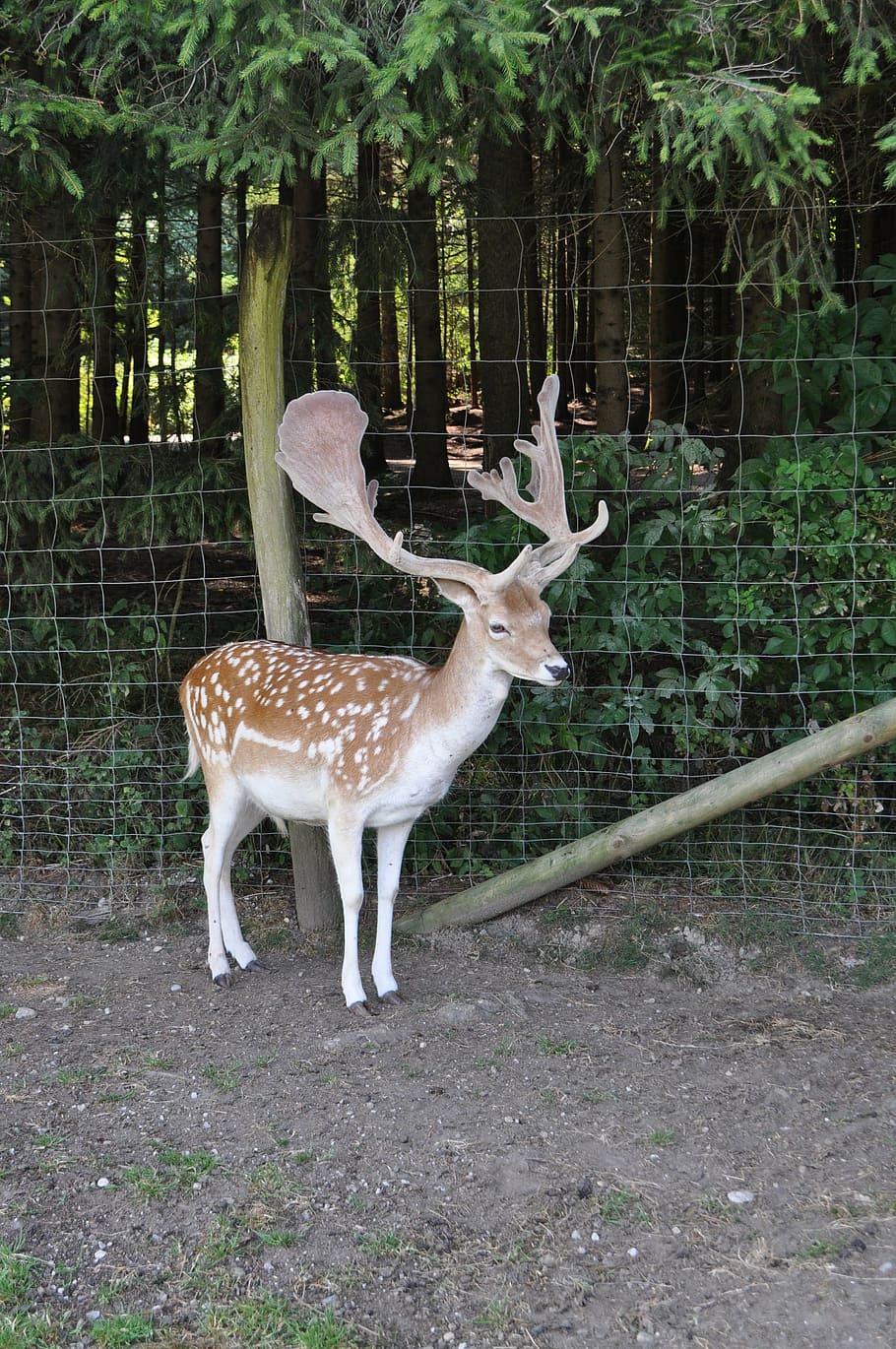 roe deer, hirsch, wild, forest, antler, animal, fallow deer HD wallpaper