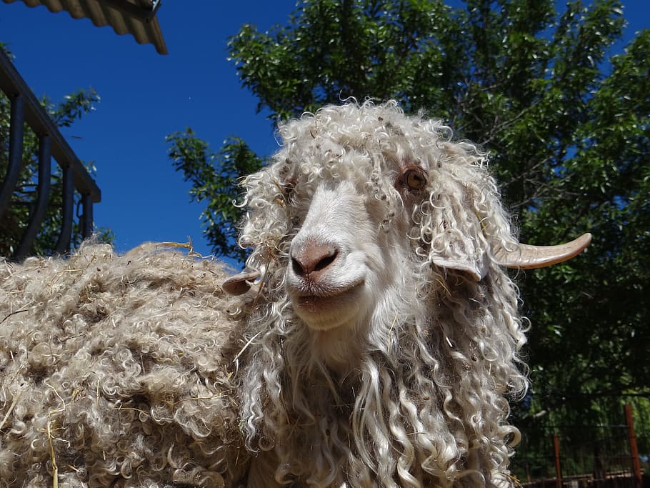 goat, angora, wool, livestock, animal themes, mammal, domestic animals HD wallpaper