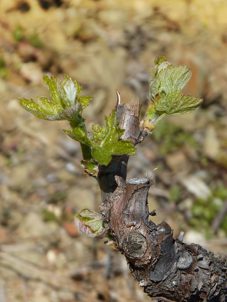 vine, vineyard, outbreak, sprout, spring, bud, plant, growth HD wallpaper