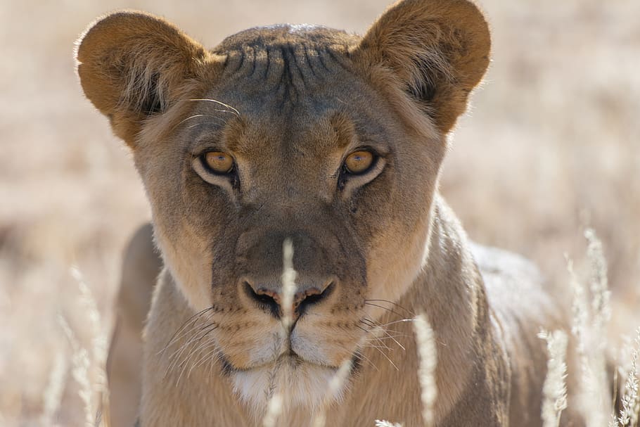 close up photo of brown lioness, leopard, animal, grass, nature HD wallpaper
