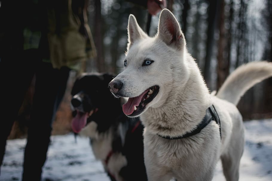 dog in shallow focus, two dog walking through treess, husky, fur HD wallpaper