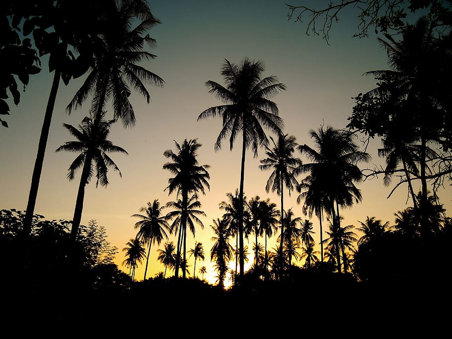 silhouette of coconut palm trees during sunrise, sunset, backlight HD wallpaper