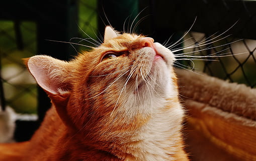 orange Tabby cat looking up, red, cute, mackerel, tiger, sweet HD wallpaper