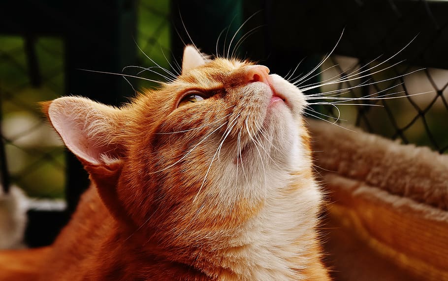 orange Tabby cat looking up, red, cute, mackerel, tiger, sweet, HD wallpaper