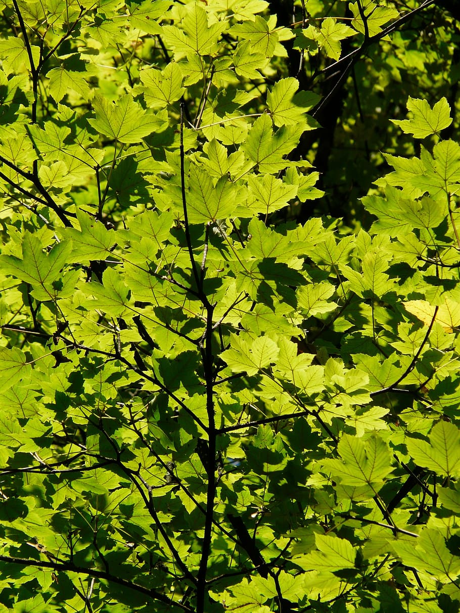 leaves, back light, green, tree, branch, sunlight, shine through HD wallpaper