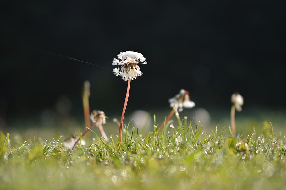 dandy lion clock, morning, spider thread, grass, na, web, nature HD wallpaper