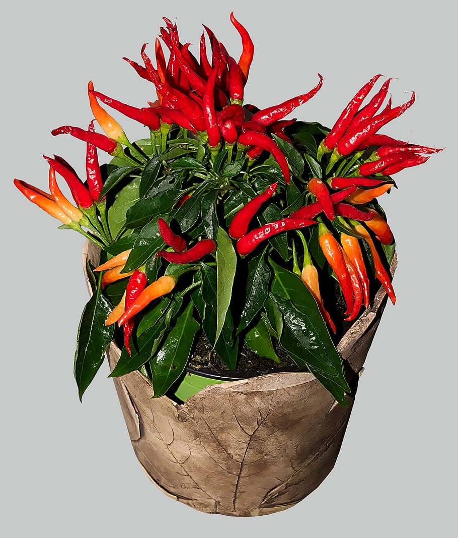 chili, sharp, red, chilli pepper, pods, flame, piquant, kitchen HD wallpaper