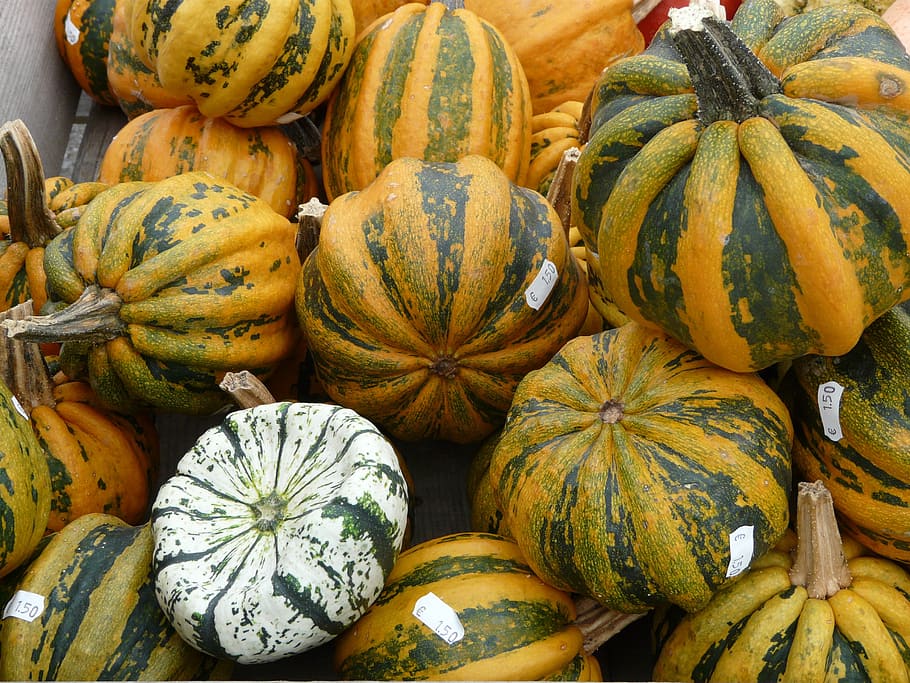 giant pumpkins, pumpkin art, pumpkin varieties, yellow, green, HD wallpaper