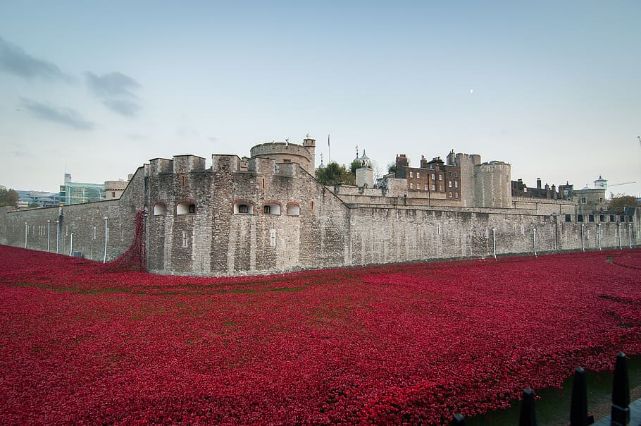 tower of london, remembrance, november, poppies, poppy, armistice