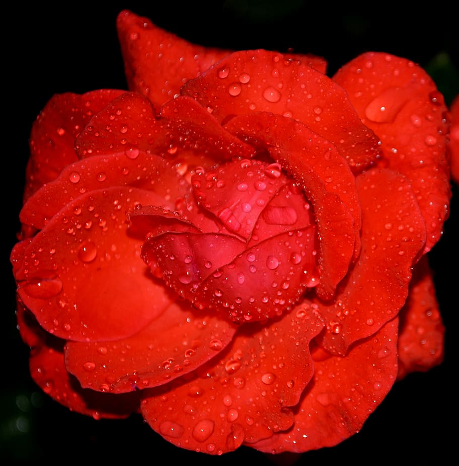 rose, red, dew, drops, petals, flower, water, vulnerability HD wallpaper
