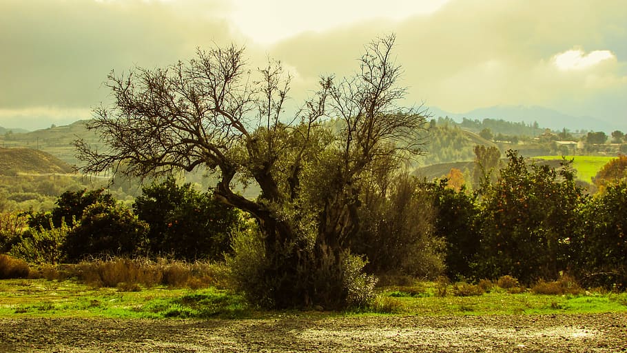 olive tree, nature, countryside, mediterranean, landscape, troodhos mountain, HD wallpaper
