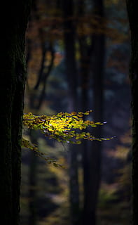 closeup photo of green tree, autumn, forest, leaves, trees HD wallpaper