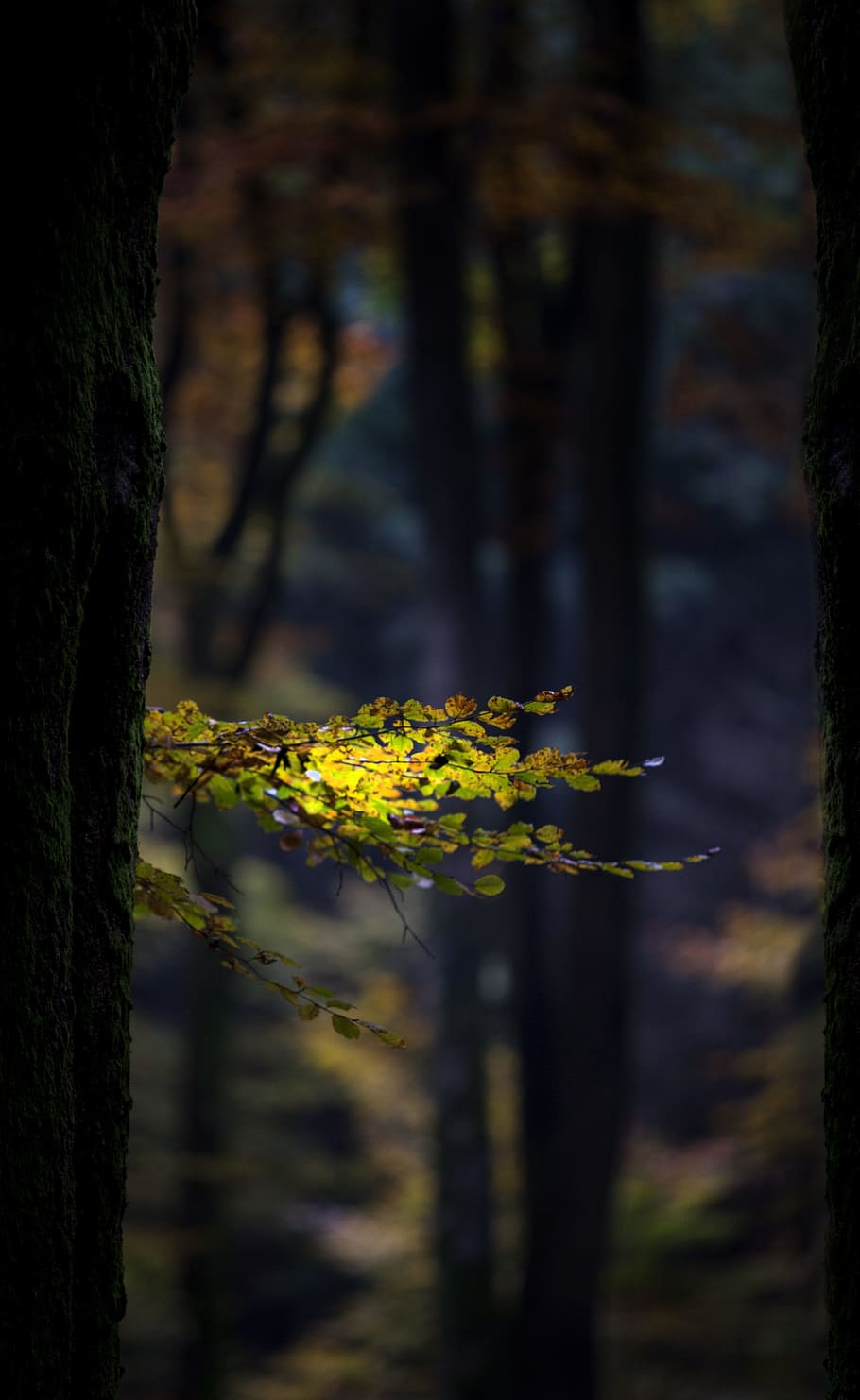 closeup photo of green tree, autumn, forest, leaves, trees HD wallpaper