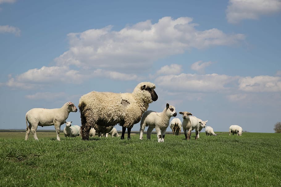 zeedijk, friesland, sheep, clouds, lamb, birds, geese, wad, HD wallpaper