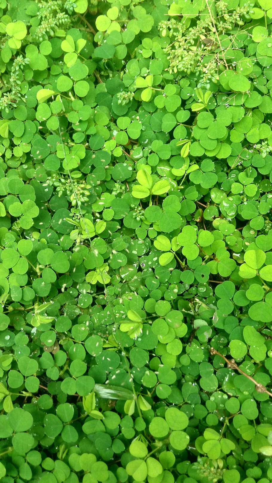 green, leaves, natural, pattern, forest, nature, outdoor, green color HD wallpaper