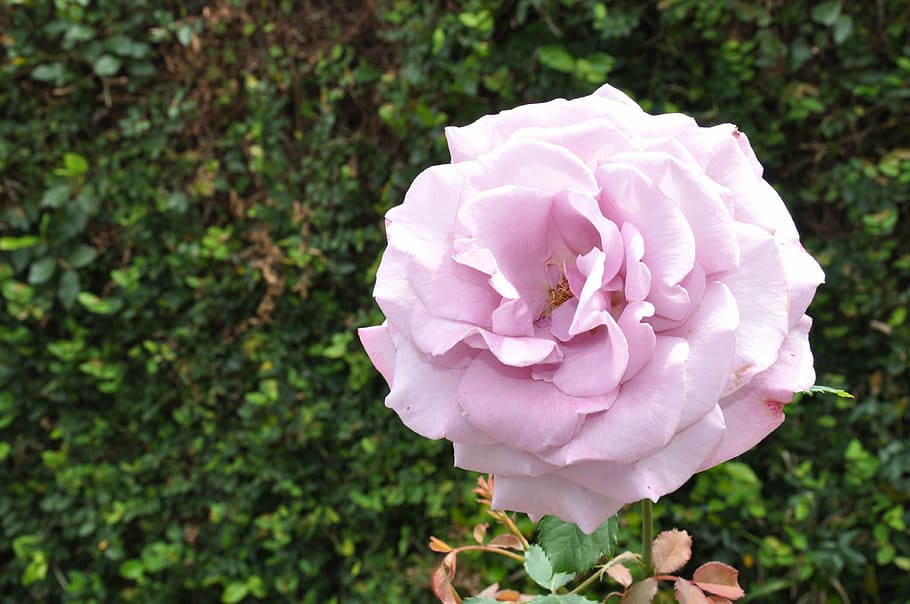 violet rose, bloom, lilac, soft, pale, flower, flowering plant HD wallpaper