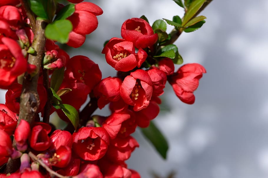 HD wallpaper: Ornamental, Quince, Bush, Flowers, ornamental quince, red ...