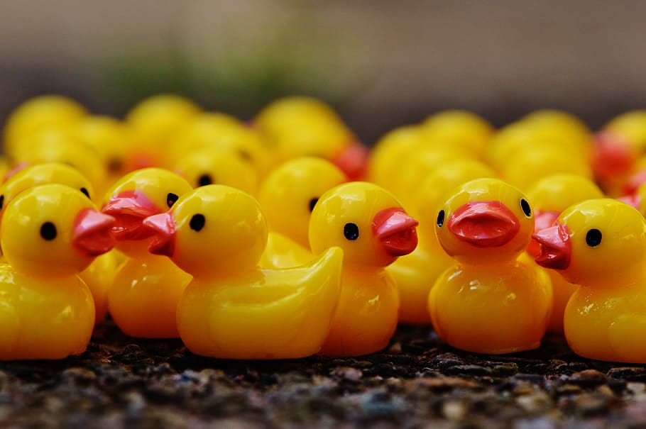 ducks, figures, group, cute, sweet, many, rubber duck, yellow HD wallpaper