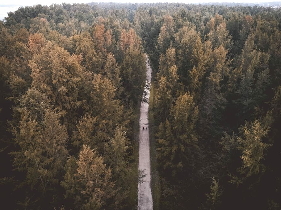 aerial view of road surrounded by tall trees, aerial view photography of two person walking on dirt road between trees during daytime HD wallpaper