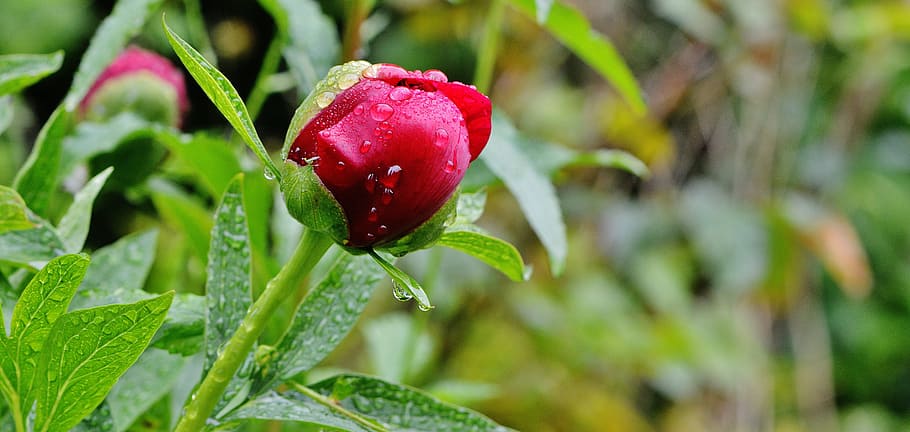 Peony, Drip, Raindrop, Nature, macro, beaded, drop of water HD wallpaper