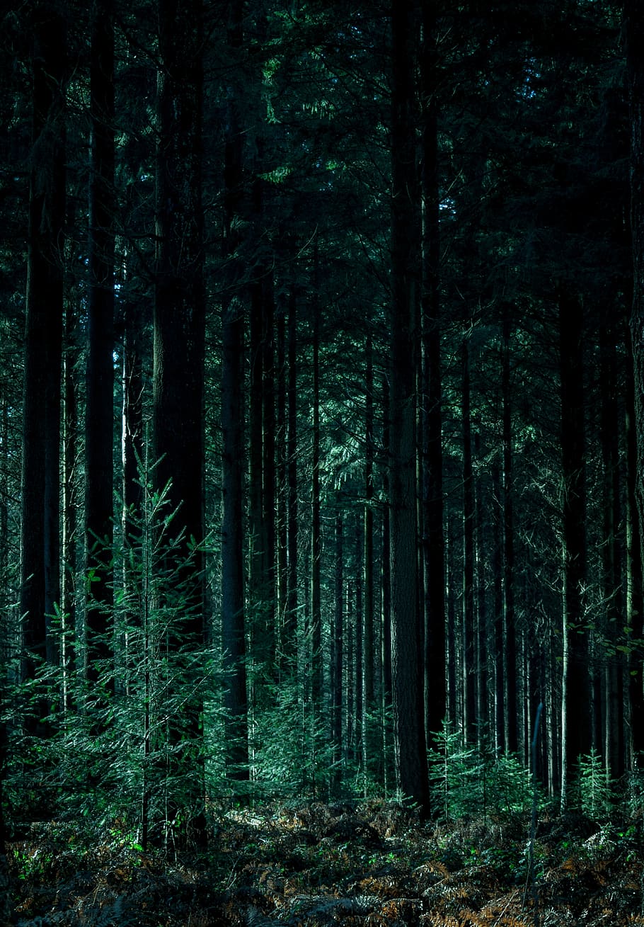 landscape photography of forest, photo of green forest at daytime HD wallpaper