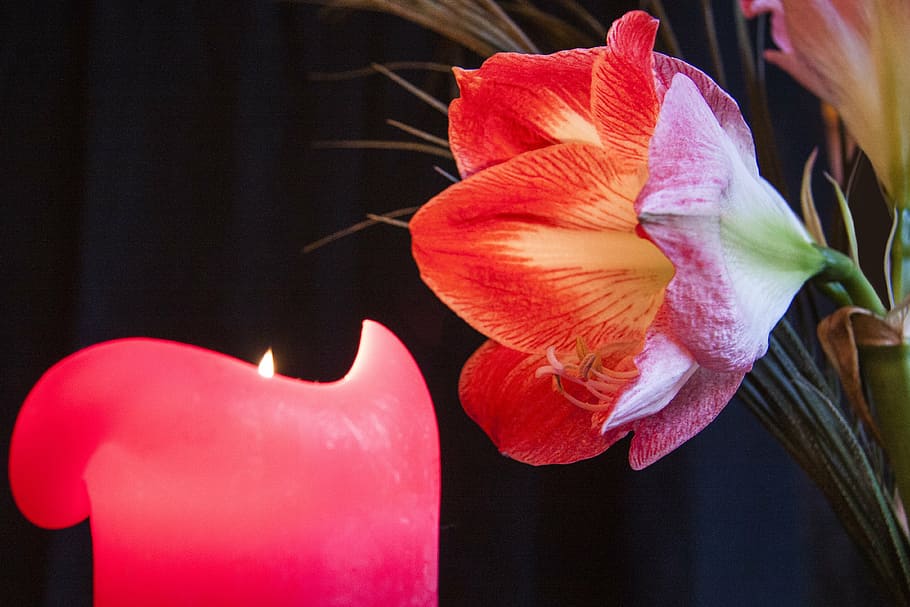 red tulip flower near lit candle, advent, candlelight, amaryllis HD wallpaper