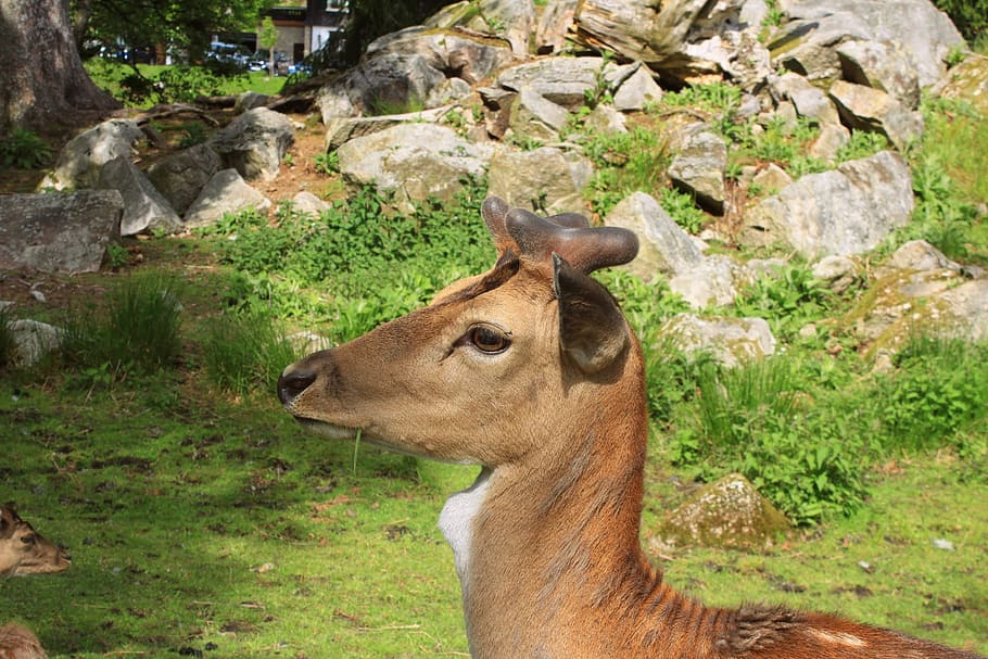 Roe Deer, Nature, Wild, one animal, animals in the wild, animal wildlife HD wallpaper