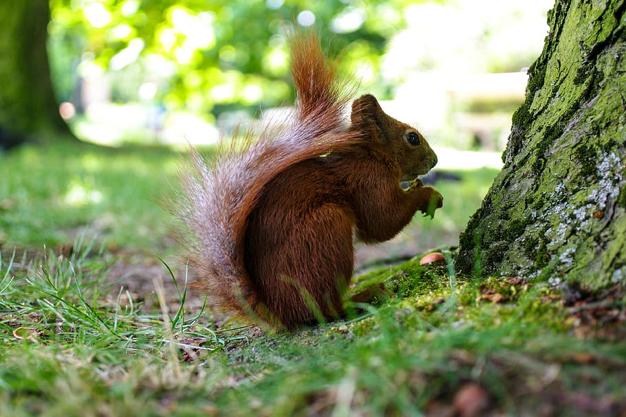 Closeup shot of a squirrel in the grass, nature, animal, animals