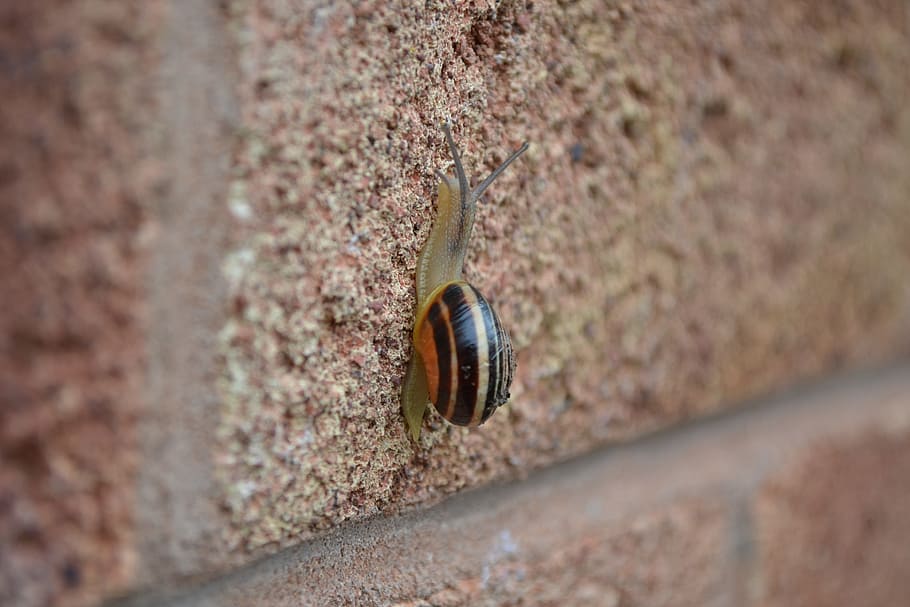 Snail, Garden, Small, Brick, Climb, nature, close-up, selective focus HD wallpaper