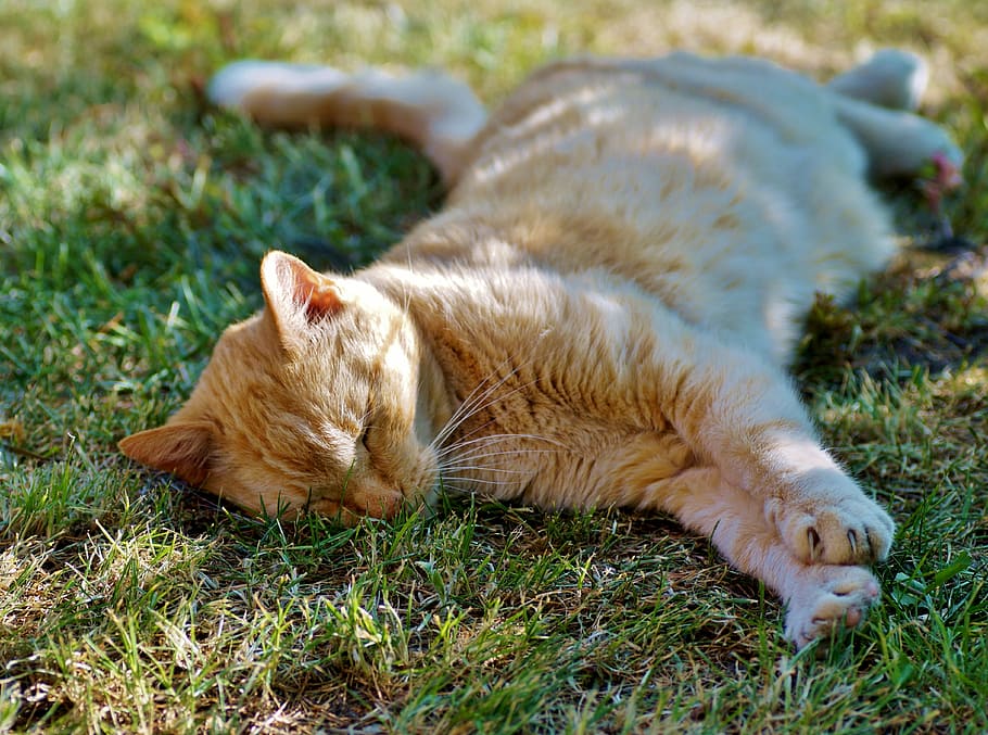 cat, tomcat, dormant, the red-haired, rest, recreation, fatigue HD wallpaper
