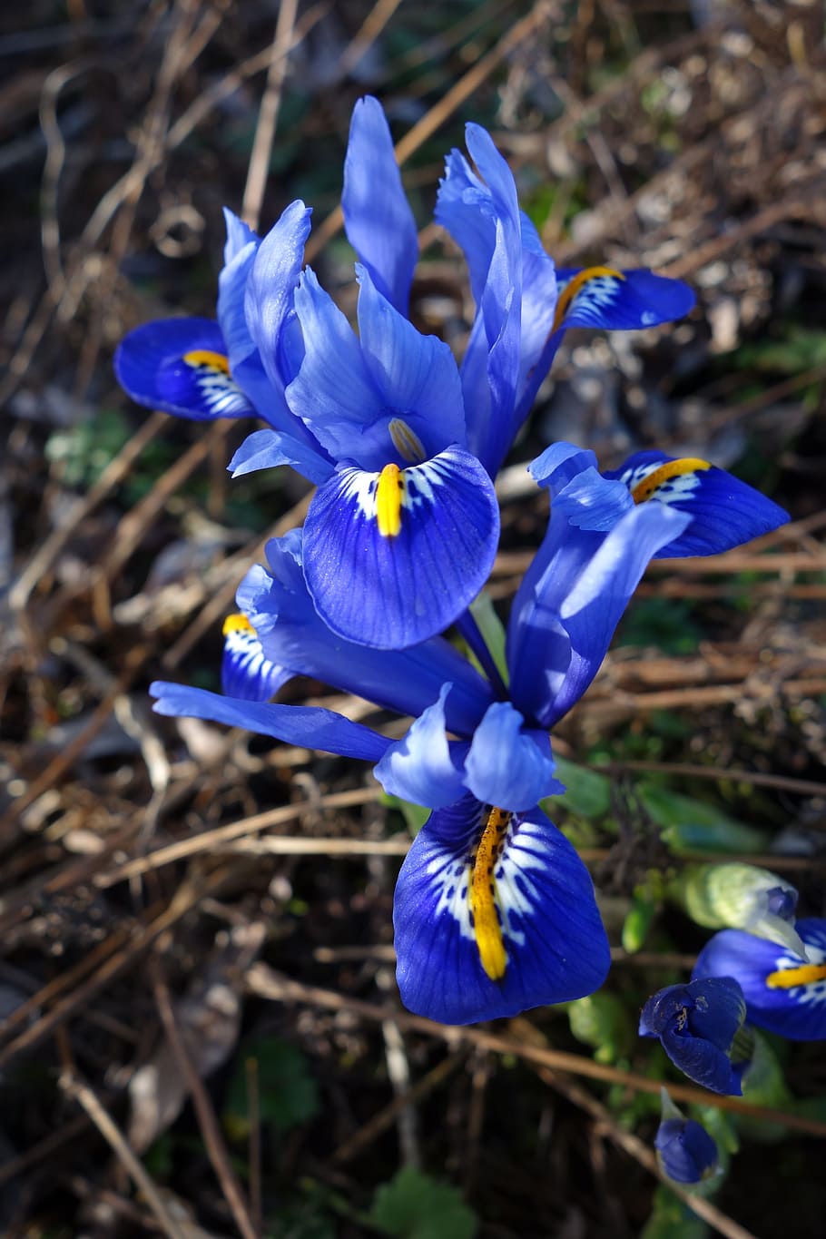 iris, plant, blue flowers, flowering plant, petal, vulnerability HD wallpaper