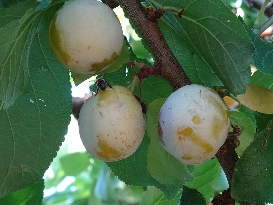 plums, bees, plantation, leaf, healthy eating, plant part, fruit HD wallpaper