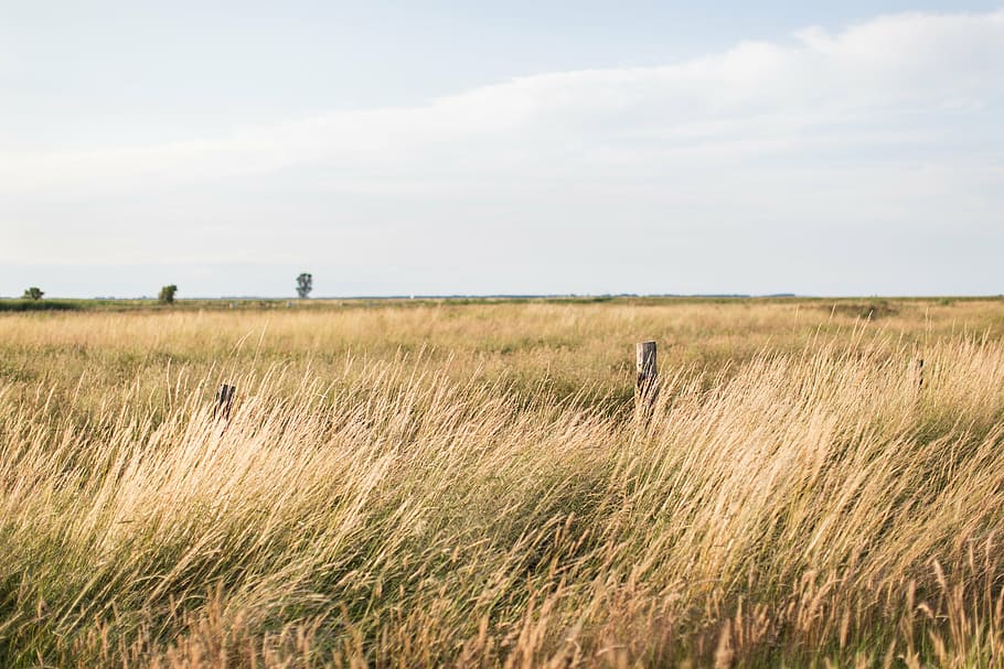 brown field under white clouds, sky, grass, trees, nature, landscape HD wallpaper