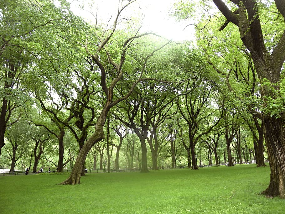 green leaf trees, landscape, park, grass, people, summer, spring HD wallpaper