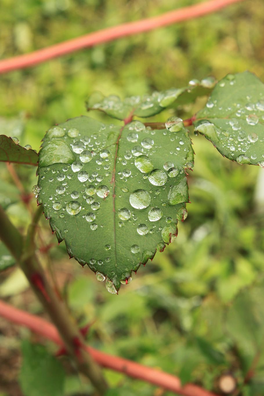 drops, green, leaf, leaves, raindrops, rose, transparent, water HD wallpaper