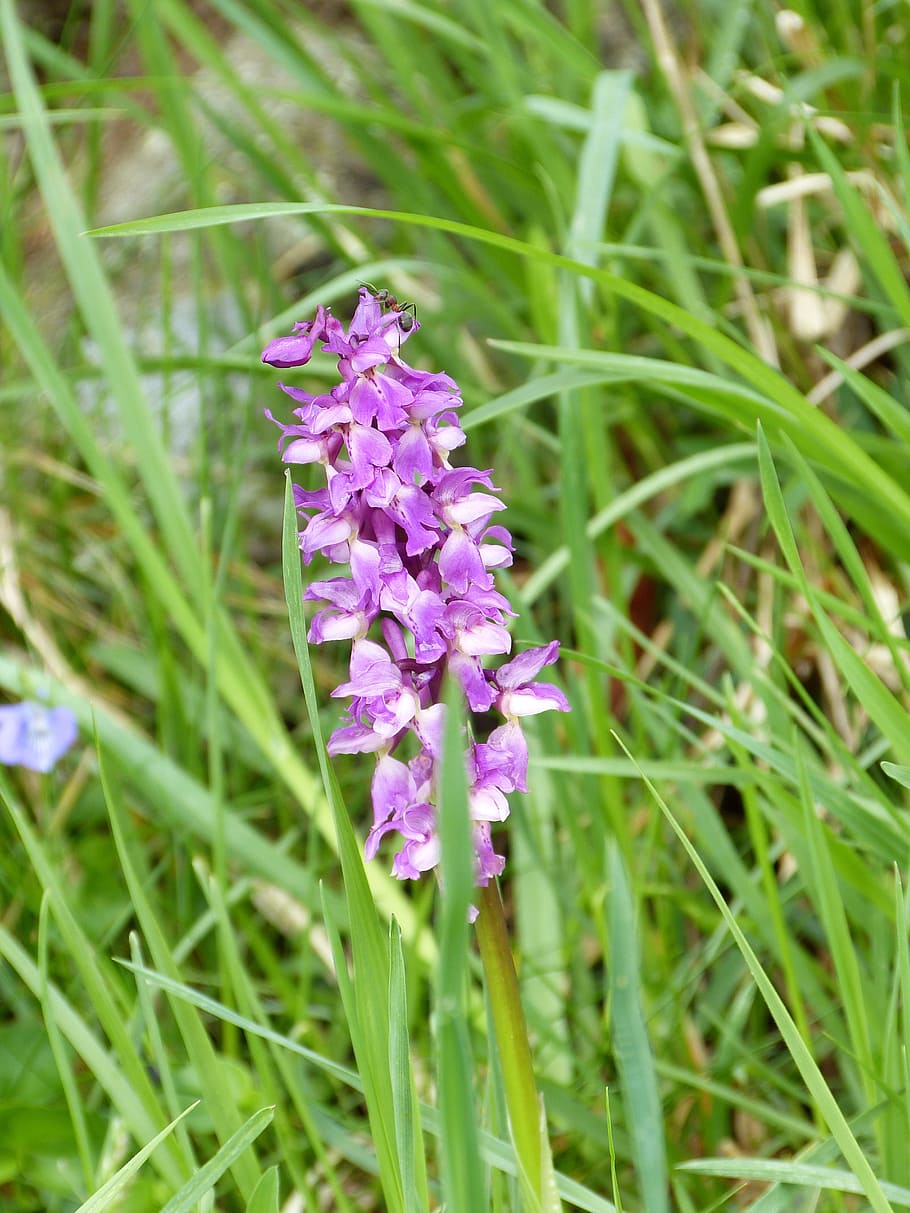 orchid, pyramid, alps, plant, flower, flowering plant, freshness HD wallpaper