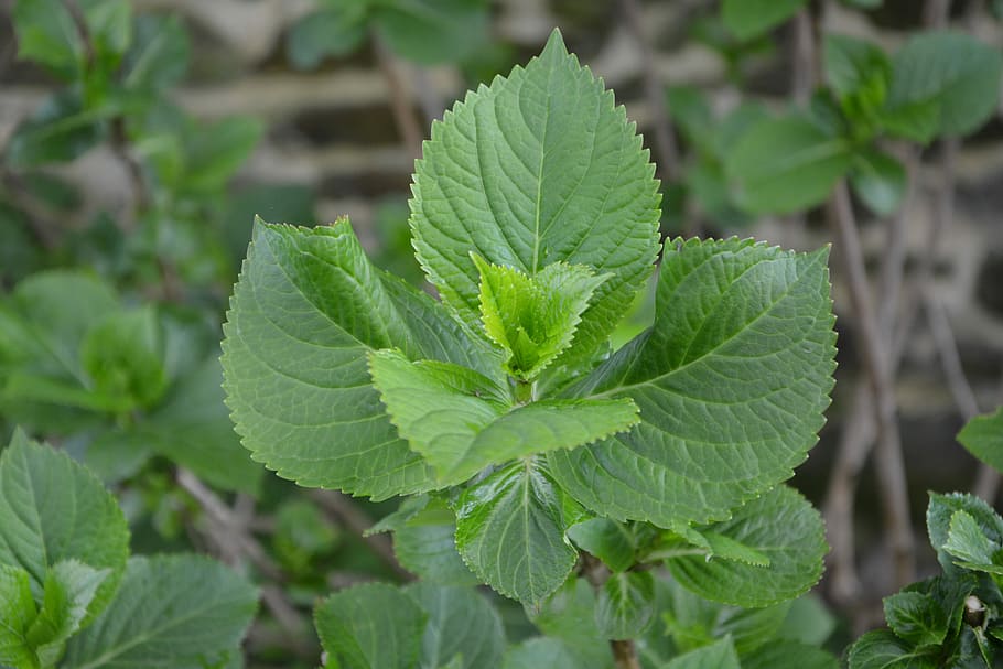 leaf, leaves hydrangea, plant, nature, garden, plant part, green color HD wallpaper