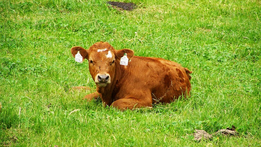 HD wallpaper: Brown Cow, Pet Sitting, Cattle, grass, animal, agriculture |  Wallpaper Flare