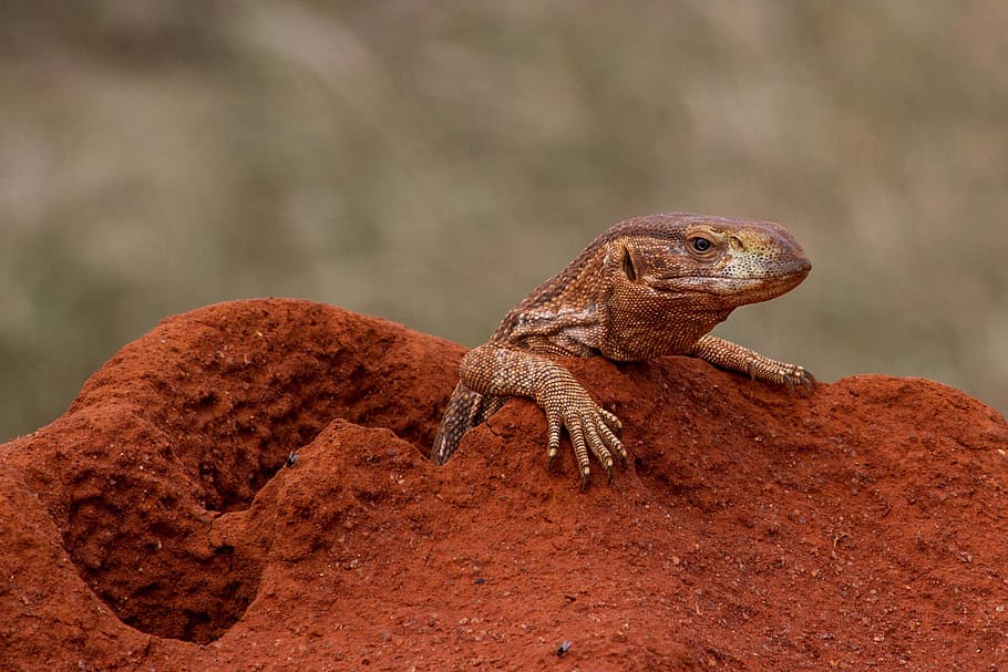 selective focus photography of brown reptile, monitor, lizard HD wallpaper