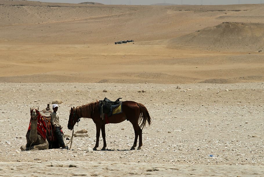 cairo, egypt, egyptian, desert, travel, sand, camel, boy, transport HD wallpaper